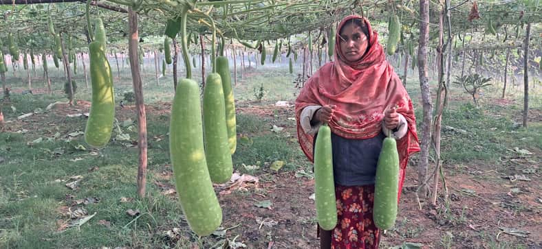 গাজীপুরে লাউ চাষে চমক, ১৫ লাখ টাকা বিক্রির আশা মর্জিনার (1)