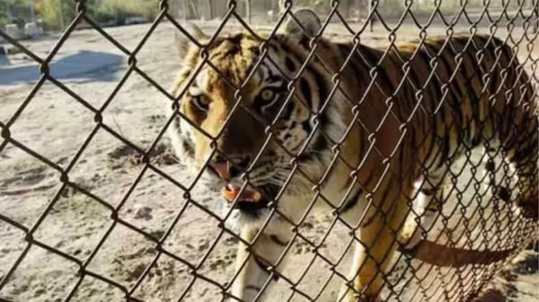 ৭২টি বাঘ মারা গেছে
