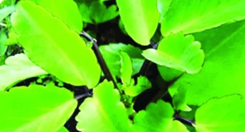 পাথরকুচি