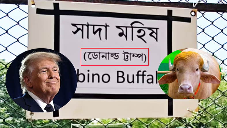 ডোনাল্ড ট্টাম্প