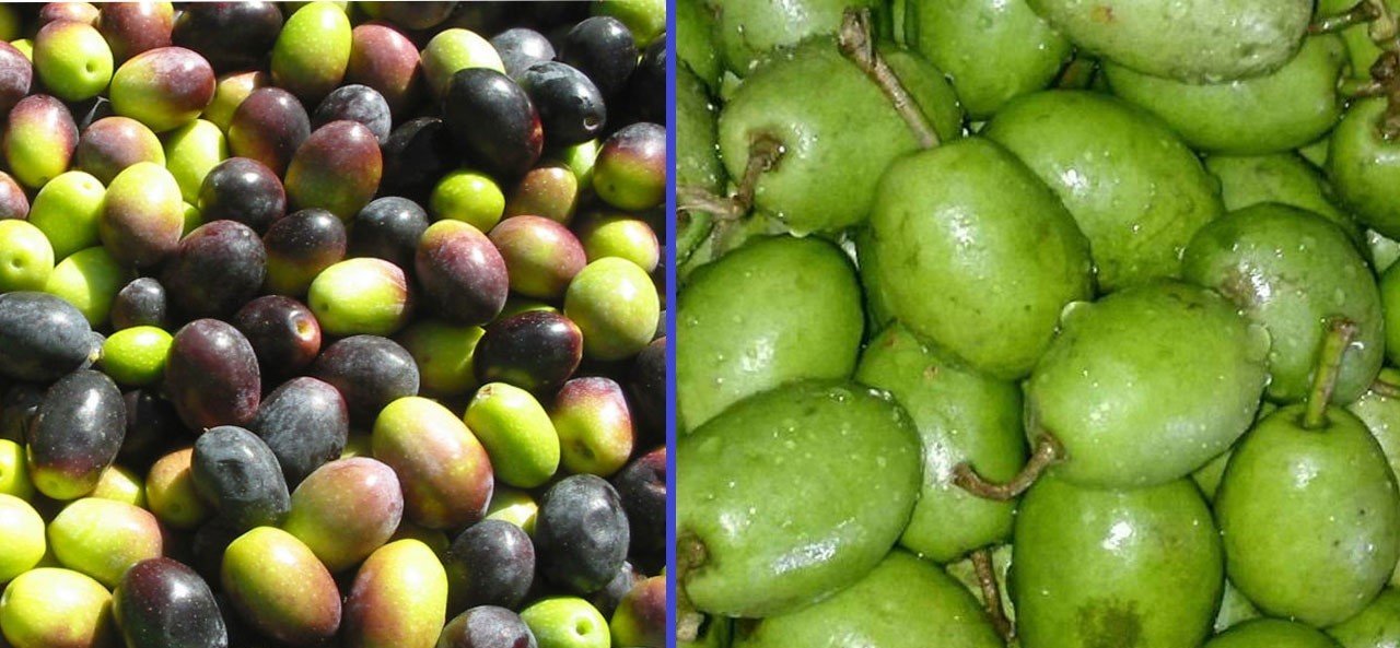 মহানবী (সা.)-এর প্রিয় ফল জয়তুন বা জলপাই