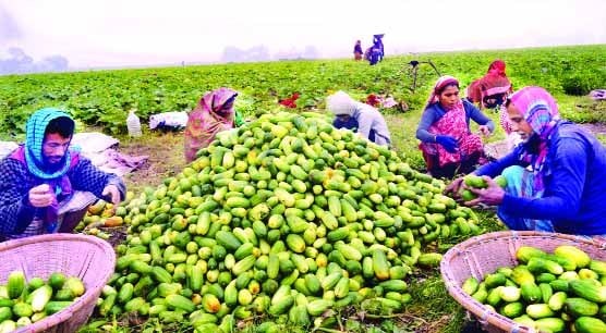 কুমিল্লায় খিরার বাম্পার ফলনে কৃষকের মুখে হাসি