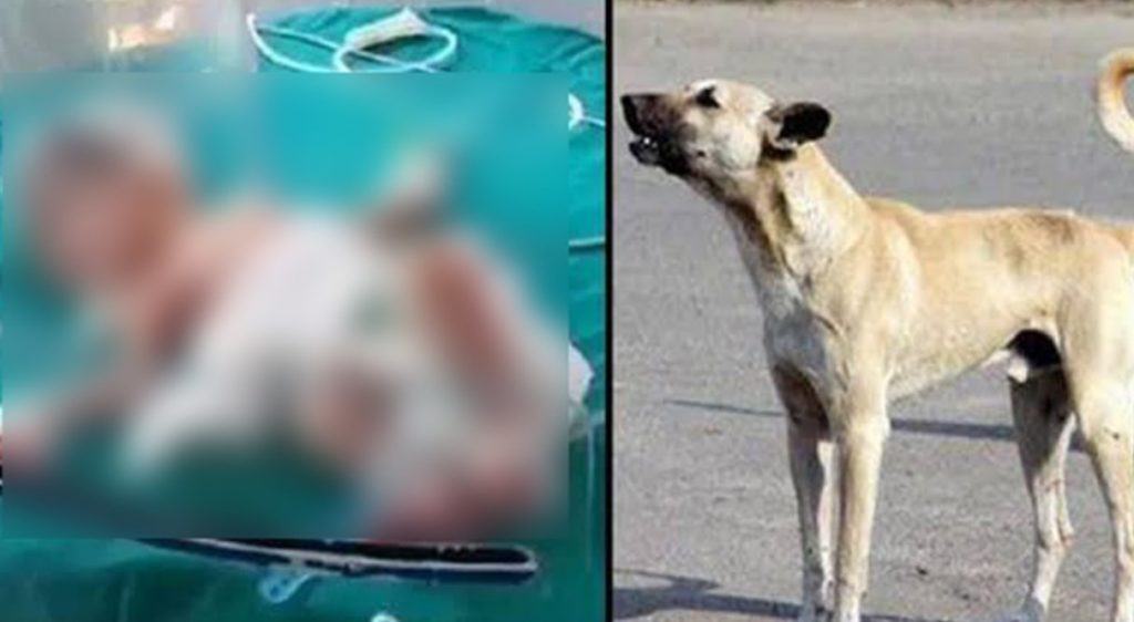হাসপাতালের ওটিতে ঢুকে নবজাতককে কামড়ে খেল কুকুর