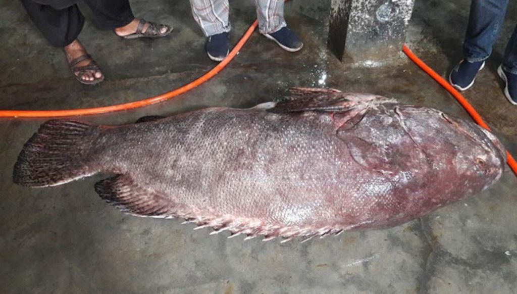 ১৩৭ কেজি ওজনের লাখ টাকার কৈবল মাছ