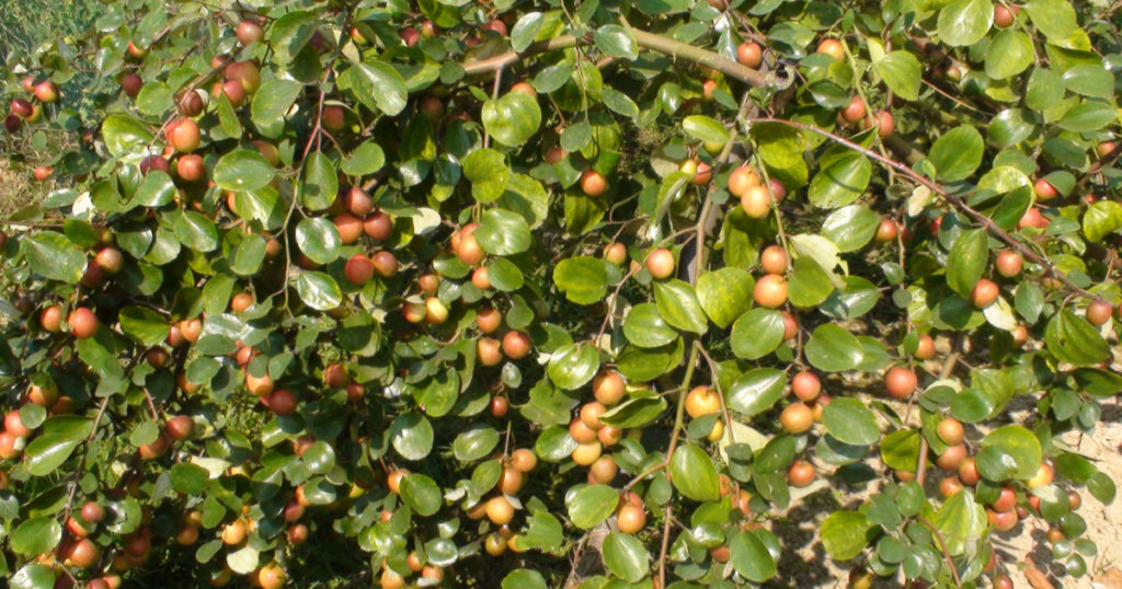 বাণিজ্যিকভাবে জনপ্রিয় হয়ে উঠছে কুল চাষ