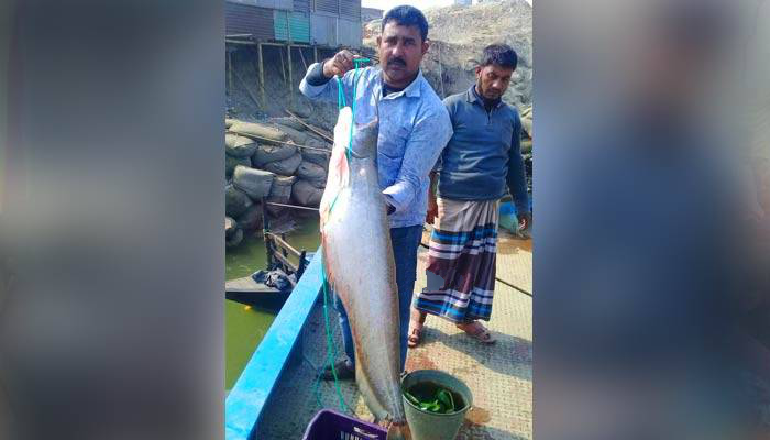 এক বোয়ালের দামই উঠলো ৩০ হাজার টাকা