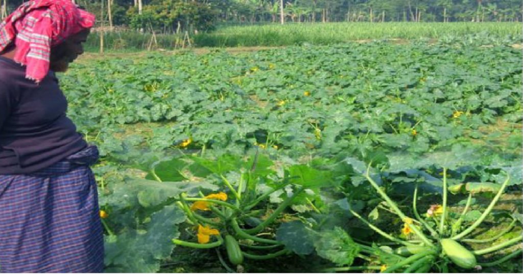 যশোরে চাষ হচ্ছে পুষ্টিগুণে ভরা বিদেশি সবজি ‘ইসকষ’