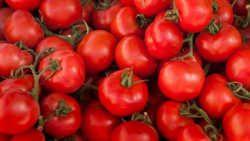 কুমিল্লায় টমেটোর বাম্পার ফলন, কৃষকের মুখে হাসি