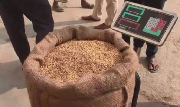 সরকারিভাবে ধান সংগ্রহে অনিয়ম, যারা আবাদই করেননি তাদের নামও তালিকায়!