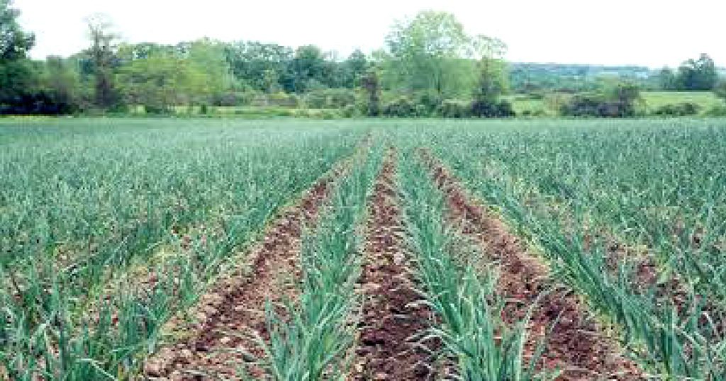 যশোরে এবার রসুনের বাম্পার ফলনের আশা কৃষকদের