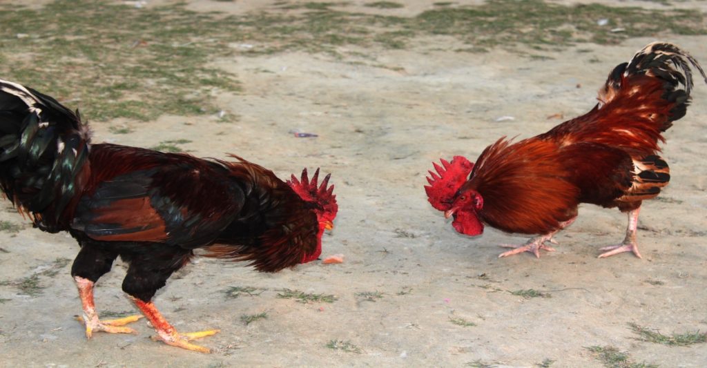 মোরগ লড়াইয়ে মোরগের হাতেই মৃত্যু মালিকের