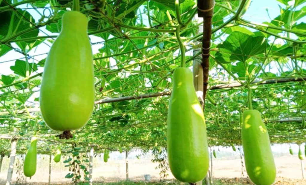 লাউয়ের কেজি ৪০০ টাকা