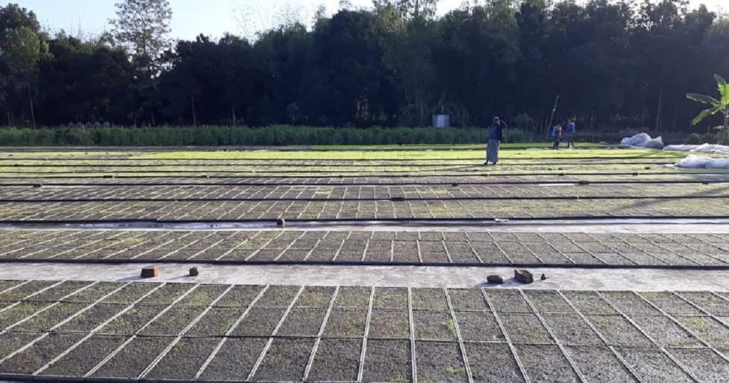 নতুন চাষ পদ্ধতিতে কম খরচে উচ্চ ফলন পাবেন ধান চাষীরা