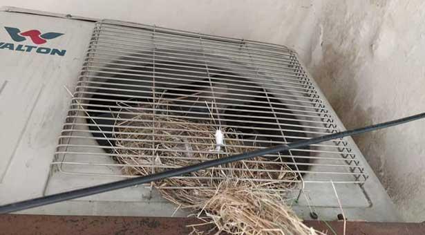 ‘পাখিগুলো যতদিন বড় না হচ্ছে, আমাদের এসি বন্ধ থাকবে’