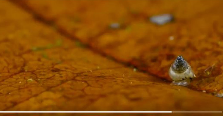 কিশোরী পরিবেশকর্মী গ্রেটার নামে নতুন আবিষ্কৃত শামুকের নামকরণ