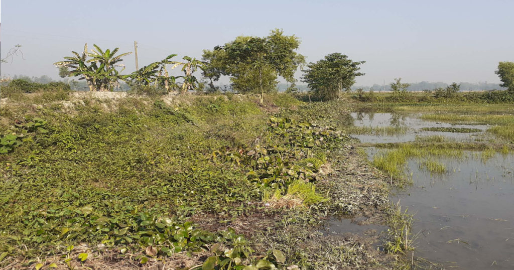 খালে জলাবদ্ধতা, কুমিল্লায় ১০ সহস্রাধিক একর জমি চাষে বিঘ্ন