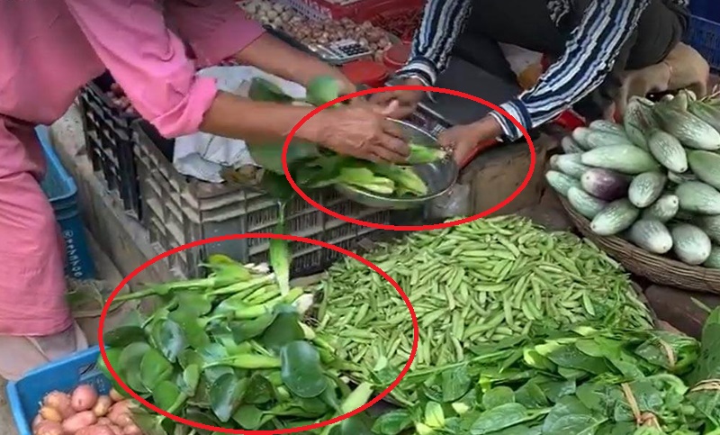 বাজারে দাঁড়িপাল্লায় তুলে বিক্রি হচ্ছে কচুরিপানা!