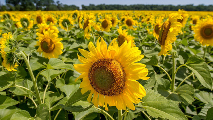 লাভজনক হওয়ায় সূর্যমুখী চাষে উৎসাহিত হচ্ছে পীরগঞ্জের কৃষকরা