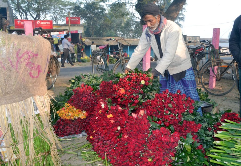 ৭০-৮০ কোটি টাকার ফুল বিক্রির আশায় ব্যস্ত ঝিকরগাছার চাষিরা