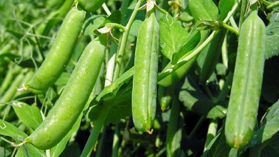 চাঁদপুরের চরাঞ্চলে চোখ জুড়ানো মটরশুঁটির চাষ মটরশুঁটি