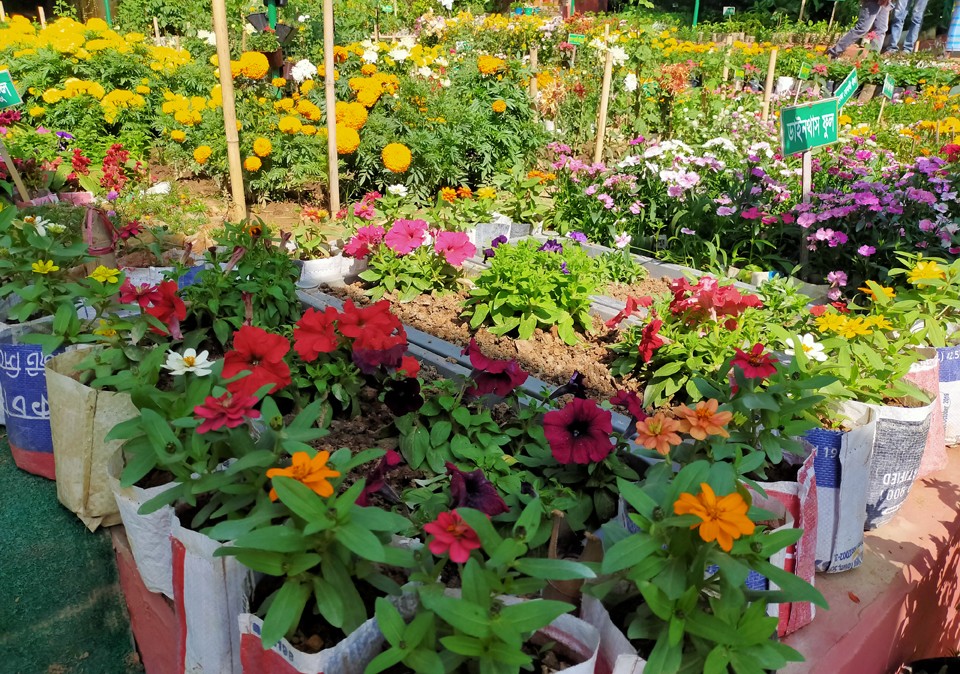 রাঙ্গামাটিতে জনপ্রিয় হয়ে উঠছে ফুল চাষ