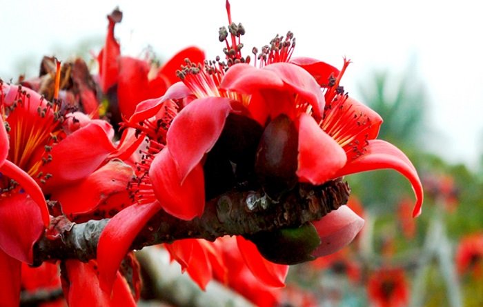 ফুল ফুটুক না ফুটুক আজ বসন্ত