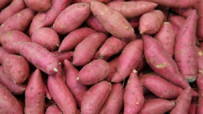 কুমিল্লায় মিষ্টি আলুর বাম্পার ফলন