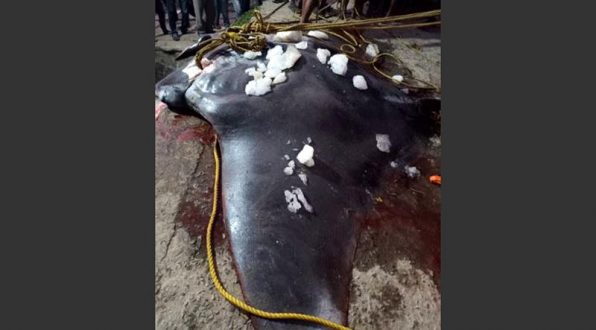 ৬০০ কেজি ওজনের চিলশঙ্কর মাছ জেলেদের জালে!