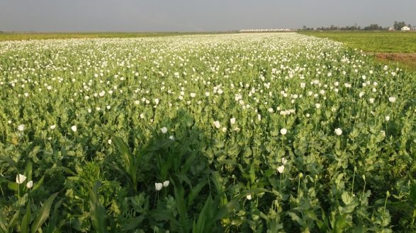 মুন্সীগঞ্জে বিস্তীর্ণ এলাকাজুড়ে পপি চাষ!