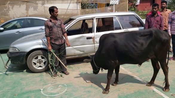 দিনদুপুরে প্রাইভেটকার দিয়ে গরু চুরি!