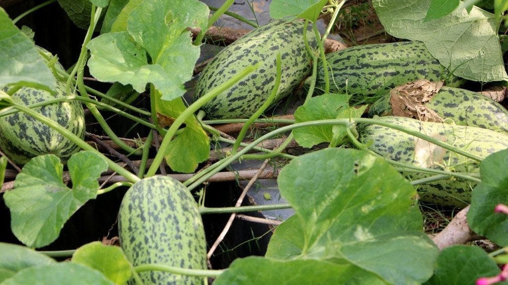 কুমিল্লায় ৫শ’ একর জমিতে বাঙ্গি চাষ