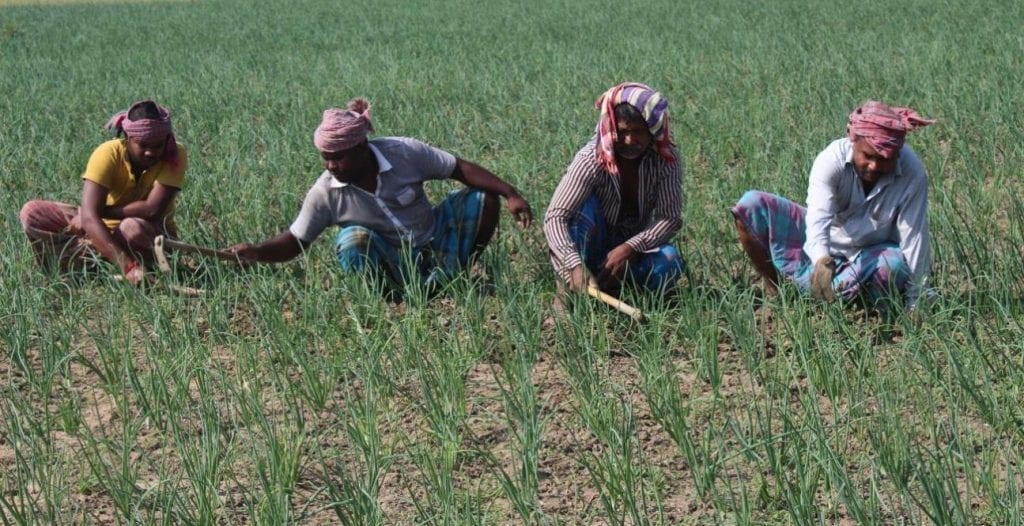 যতদূর চোখ যায় শুধু পেঁয়াজের সবুজ ক্ষেত, বাম্পার ফলনের আশা কৃষকদের