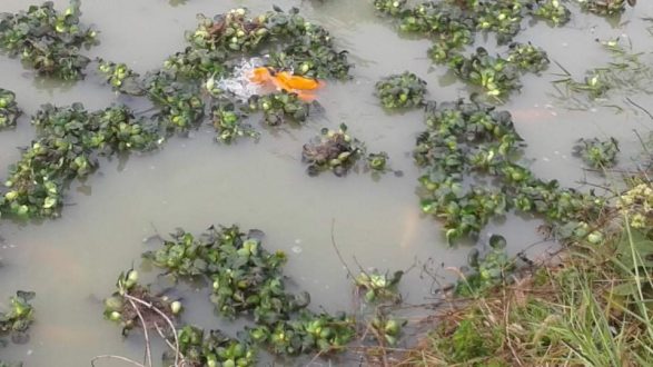 সাফারি পার্কে প্রথমবারের মত রঙিন মাছের ডিম