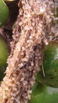 সাফারি পার্কে প্রথমবারের মত রঙিন মাছের ডিম