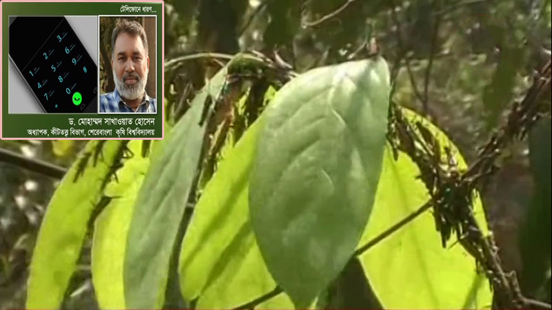 টেকনাফে দেখা মিলেছে পঙ্গপালের; দাবি কীট বিজ্ঞানীদের