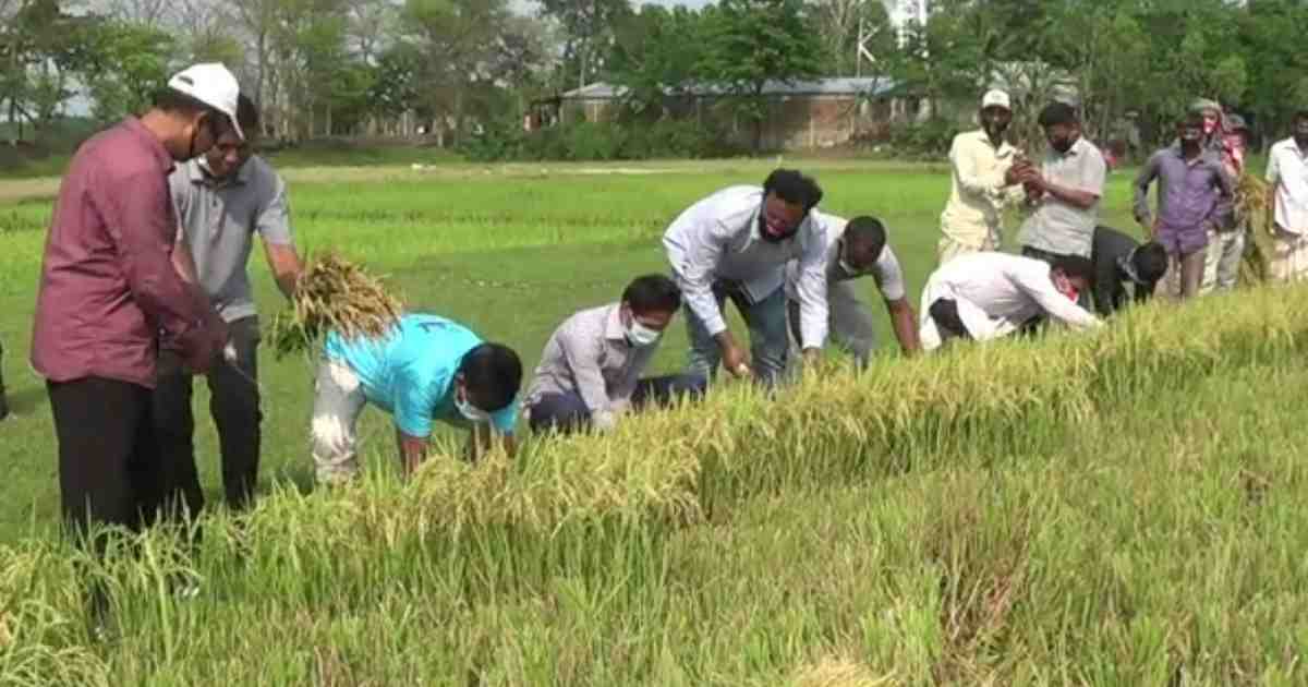সুনামগঞ্জে বোরো ধান কেটে দিল যুবলীগ