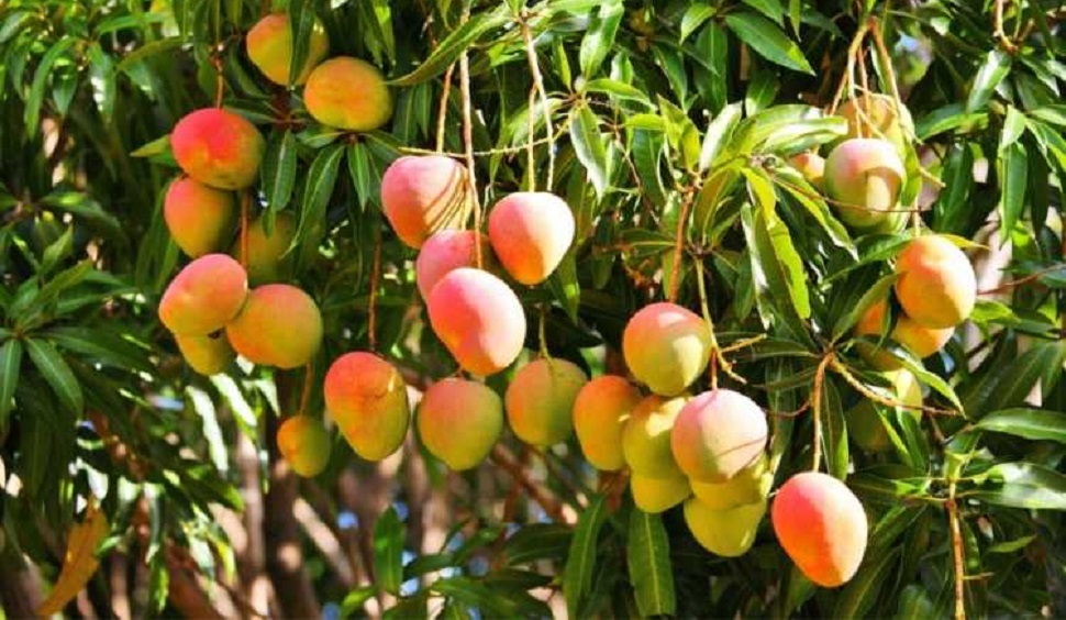 নাটোরে গাছের পাকা আম সংগ্রহ কার্যক্রম শুরু