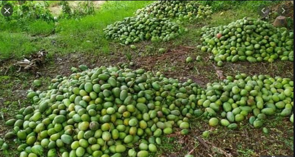 আম্ফানে সারা দেশে পৌনে ২ লাখ হেক্টর জমির ফসল নষ্ট: কৃষিমন্ত্রী