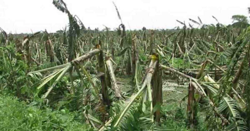 ঝিনাইদহে ঘূর্ণিঝড় আম্ফানে ২ লাখ ২৭ হাজার চাষি ক্ষতিগ্রস্ত