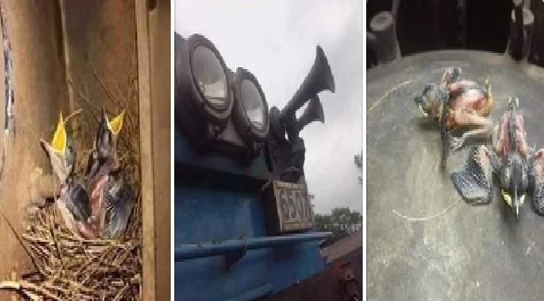 বাসা বাঁধলো শালিক, বাচ্চা বড় না হওয়া পর্যন্ত চলবে না ট্রেনের ইঞ্জিন