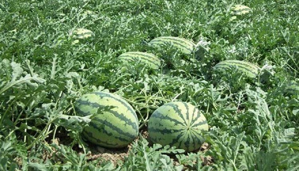 খুলনায় মাঠেই পঁচছে তরমুজ তরমুজ