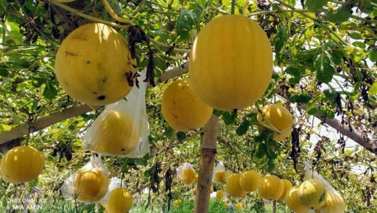 বরেন্দ্রের লাল মাটিতে হলুদ তরমুজের মুগ্ধতা