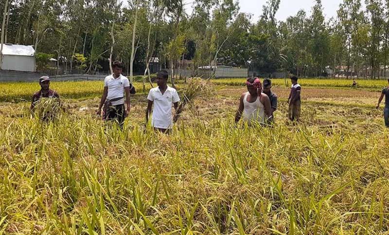 বিধবার ধান কেটে দিল ছাত্রলীগ