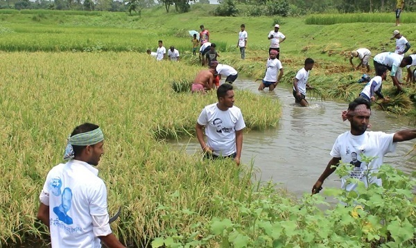 কোমর পানিতে নেমে বর্গাচাষীর ধান কেটে দিল ছাত্রলীগ
