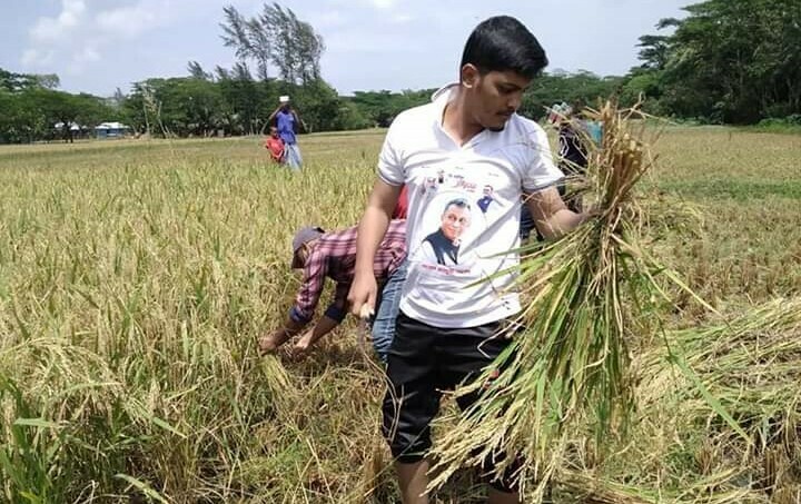 কৃষকের ধান কেটে বাড়ি পৌঁছে দিয়েছে নোবিপ্রবি ছাত্রলীগ 