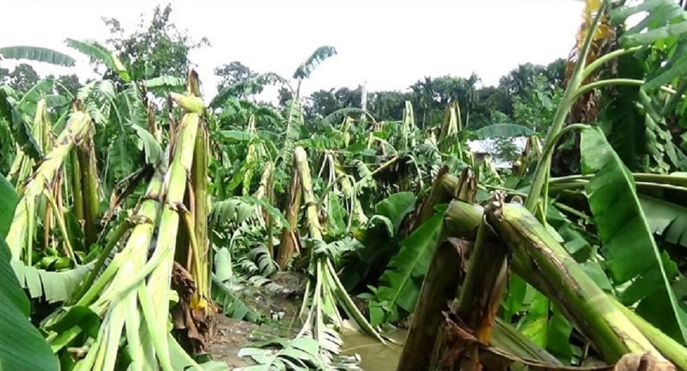 মাগুরায় ঘূর্ণিঝড় আম্পানে ৮৫৭১ হেক্টর জমির ফসল নষ্ট