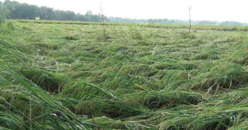 আম্পান : নাটোরে ৬২ হাজার হেক্টর জমির ফসলের ক্ষতি