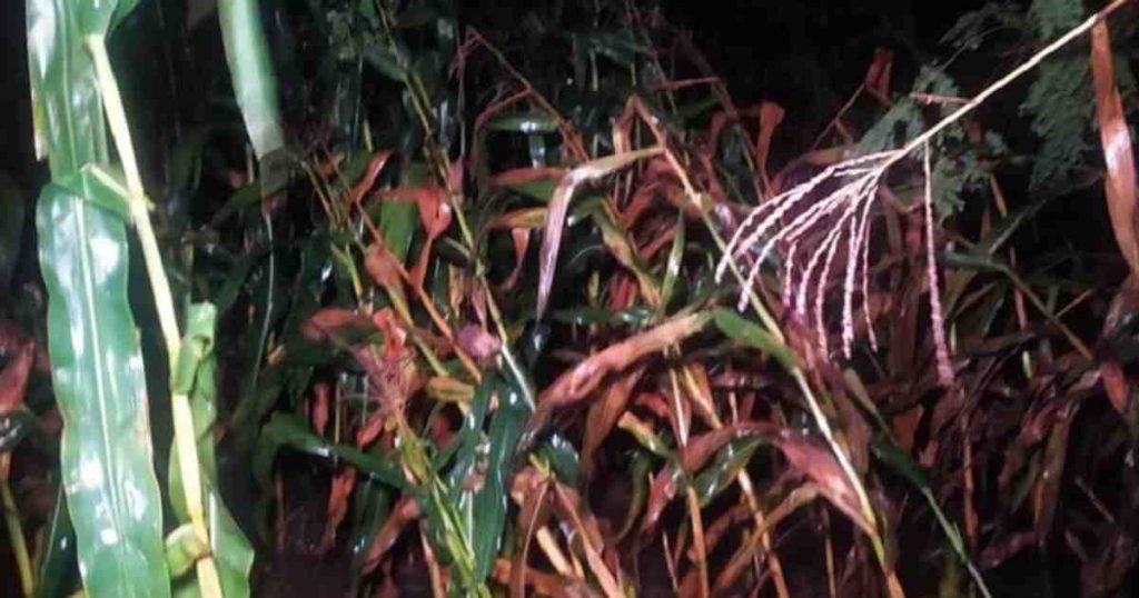 লালমনিরহাটে শিলাবৃষ্টিতে ফসলের ব্যাপক ক্ষতি