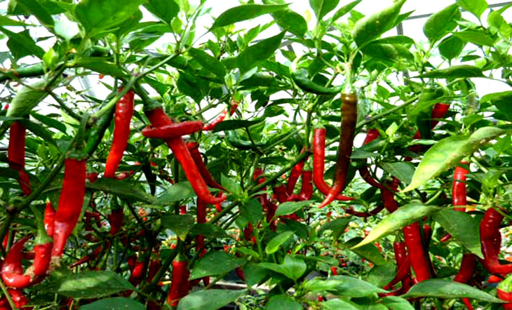 কুমিল্লায় মরিচের বাম্পার ফলনে চাষিদের মুখে হাসি