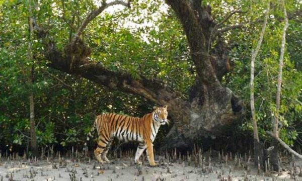 ঘূর্ণিঝড় ‘আম্ফানে’ সুন্দরবনের ব্যাপক ক্ষয়ক্ষতি, চারটি কমিটি গঠন